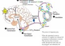 Migraine Pathophysiology