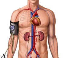 Understanding Blood Pressure | Human Anatomy and Physiology