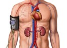 Understanding Blood Pressure | Human Anatomy and Physiology